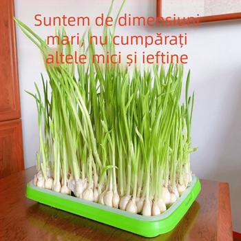 Ghivece de balcon pentru usturoi, cultivare hidroponică