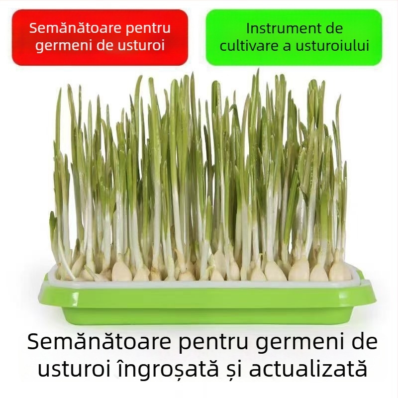 Ghivece de balcon pentru usturoi, cultivare hidroponică