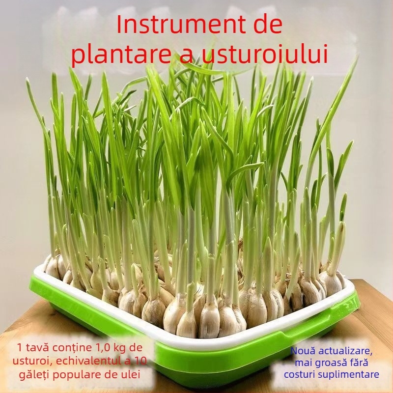 Ghivece de balcon pentru usturoi, cultivare hidroponică