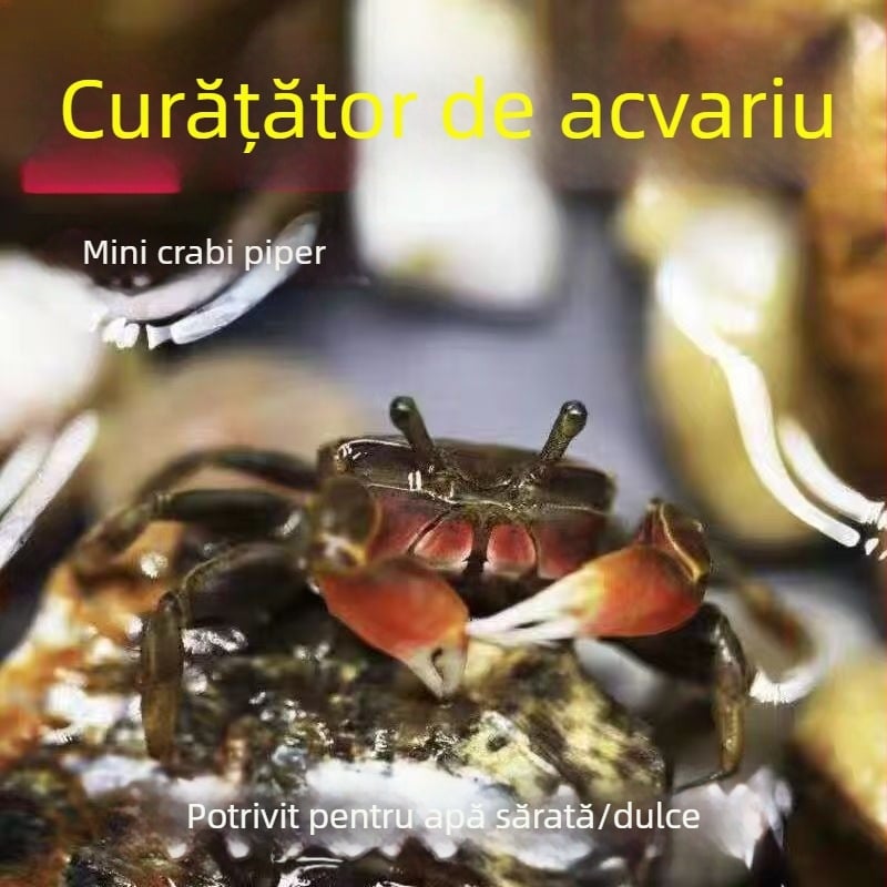 Unealtă de curățare pentru acvariu destinată crabilor decorativi — îndepărtarea algelor și curățarea deșeurilor în apă dulce