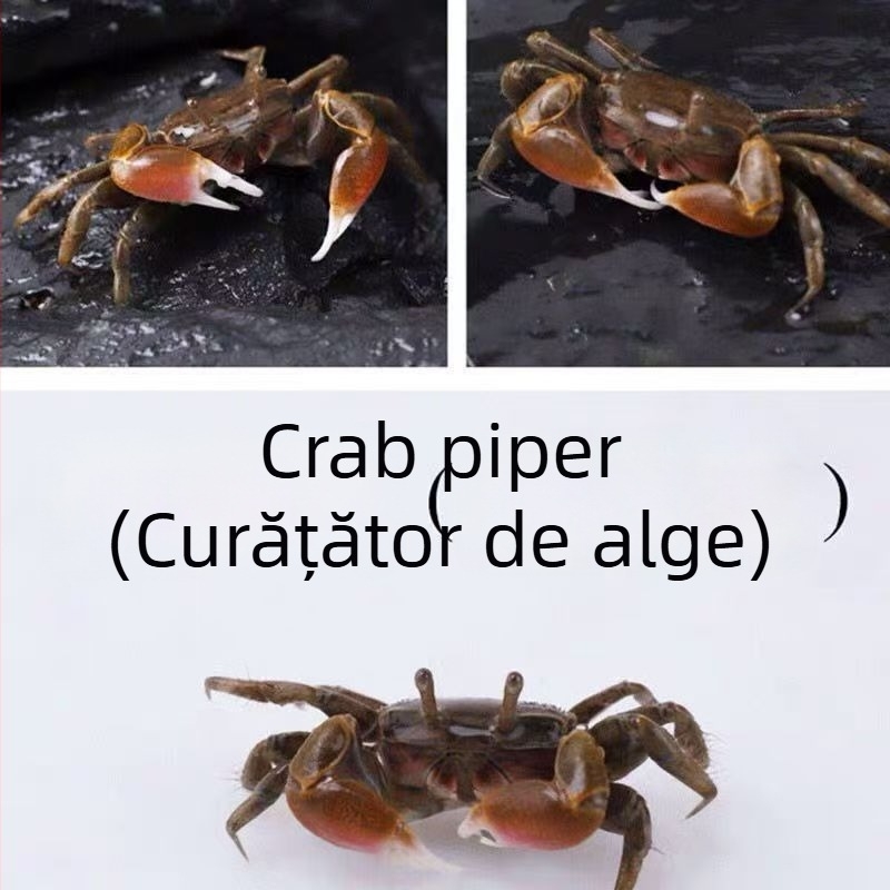 Unealtă de curățare pentru acvariu destinată crabilor decorativi — îndepărtarea algelor și curățarea deșeurilor în apă dulce