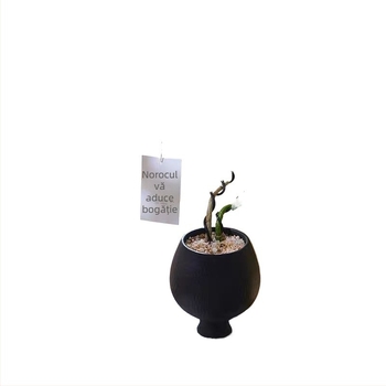 Ghiveci ceramic pentru orchidă, stil Nordic, de înaltă calitate, pentru birou de acasă