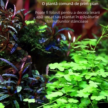Plante acvatice vii pentru amenajarea acvariului de începători, acvariu de apă dulce în stil pădure tropicală