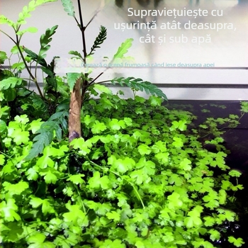 Plante acvatice vii pentru amenajarea acvariului de începători, acvariu de apă dulce în stil pădure tropicală