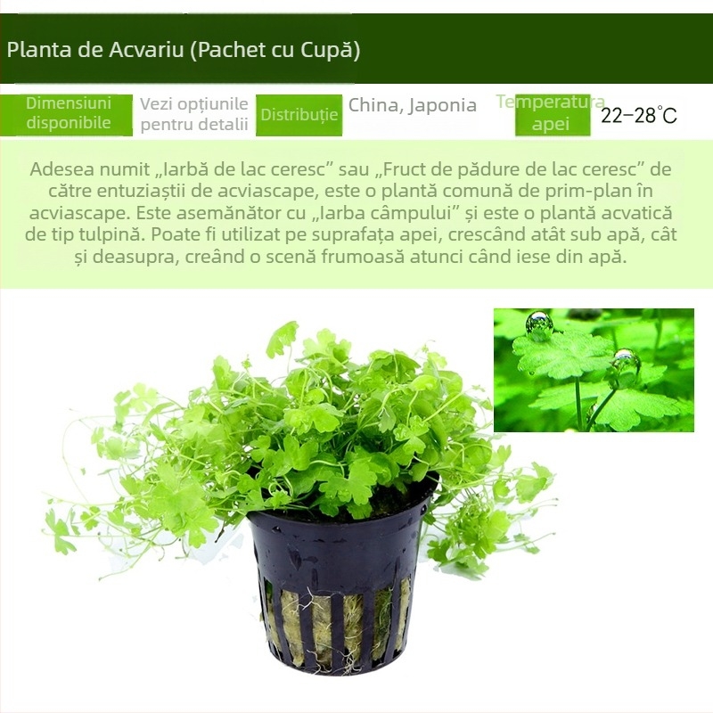 Plante acvatice vii pentru amenajarea acvariului de începători, acvariu de apă dulce în stil pădure tropicală