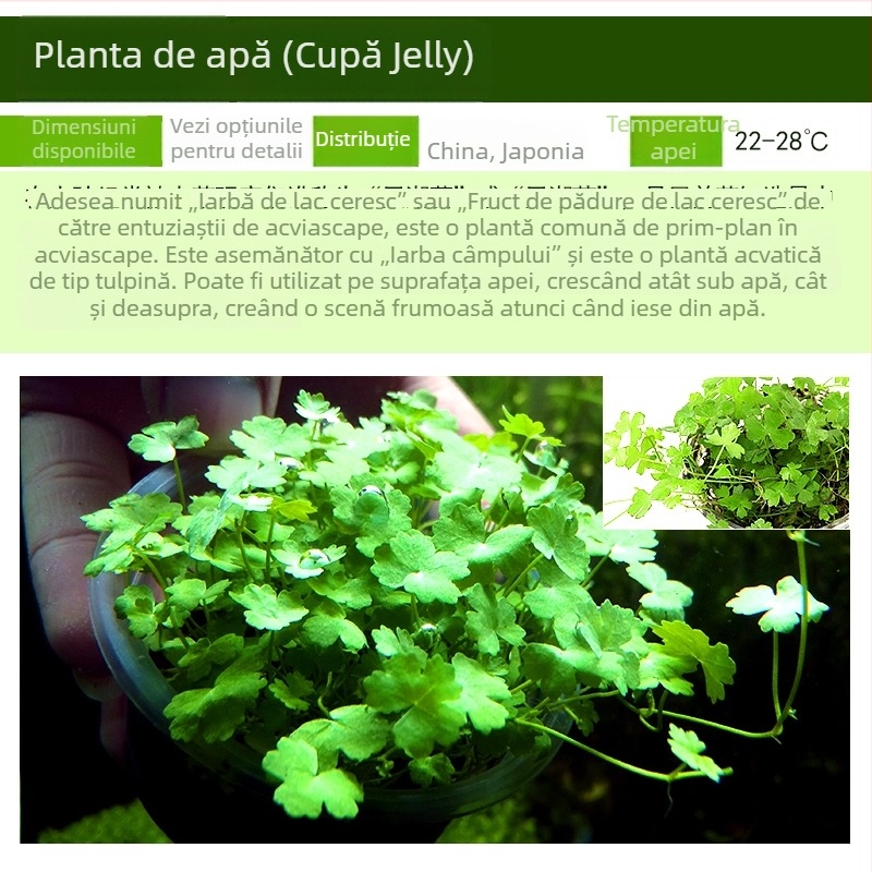 Plante acvatice vii pentru amenajarea acvariului de începători, acvariu de apă dulce în stil pădure tropicală