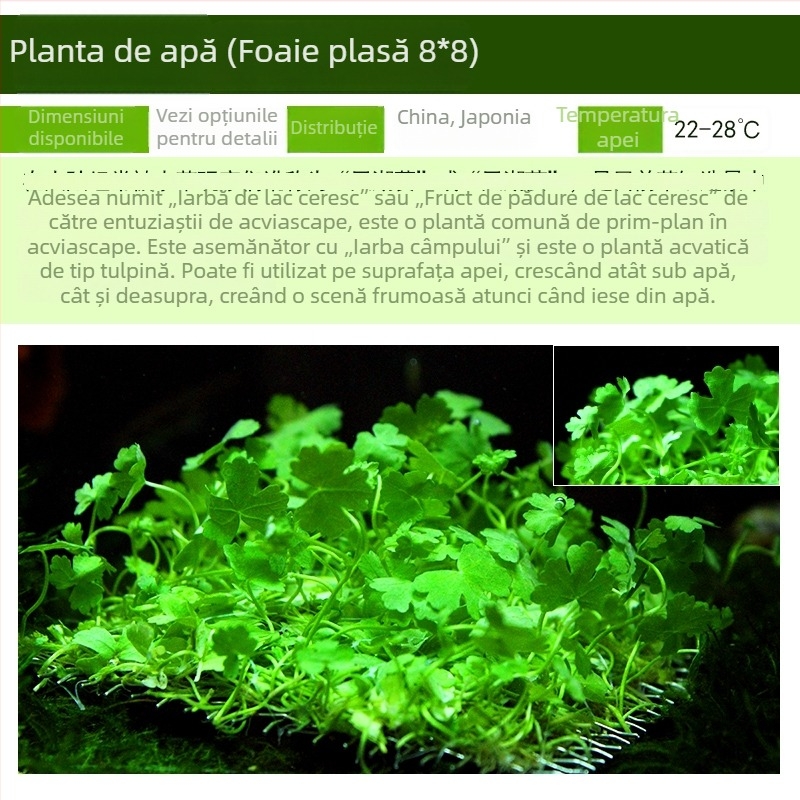 Plante acvatice vii pentru amenajarea acvariului de începători, acvariu de apă dulce în stil pădure tropicală