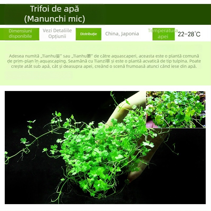 Plante acvatice vii pentru amenajarea acvariului de începători, acvariu de apă dulce în stil pădure tropicală