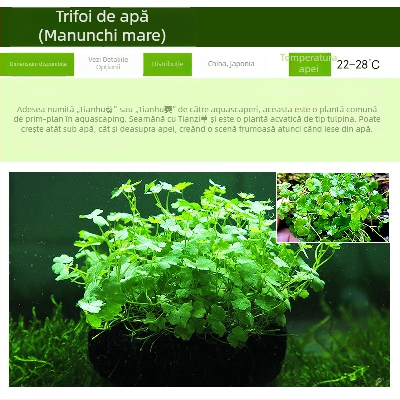 Plante acvatice vii pentru amenajarea acvariului de începători, acvariu de apă dulce în stil pădure tropicală