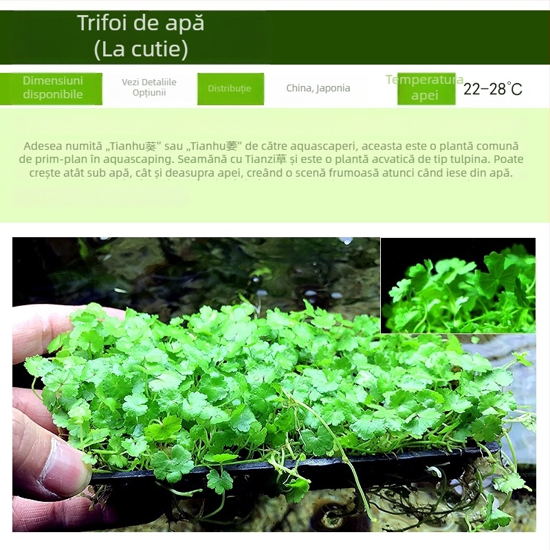 Plante acvatice vii pentru amenajarea acvariului de începători, acvariu de apă dulce în stil pădure tropicală