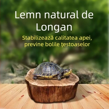 Acvariu pentru țestoase, cu plante acvatice ecologice și decor natural pentru țestoase mici