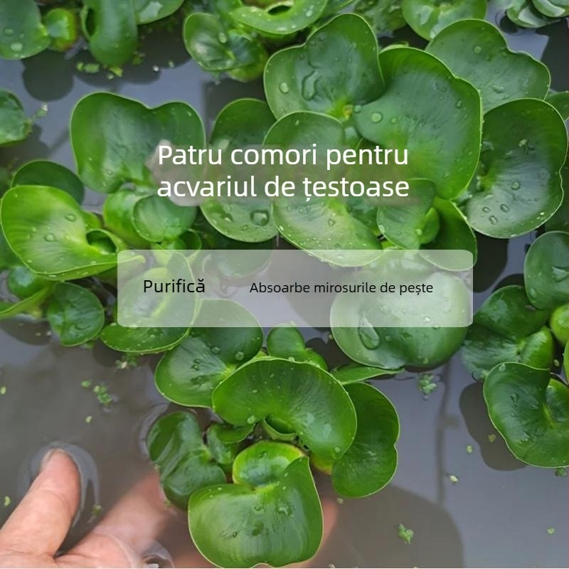 Acvariu pentru țestoase, cu plante acvatice ecologice și decor natural pentru țestoase mici