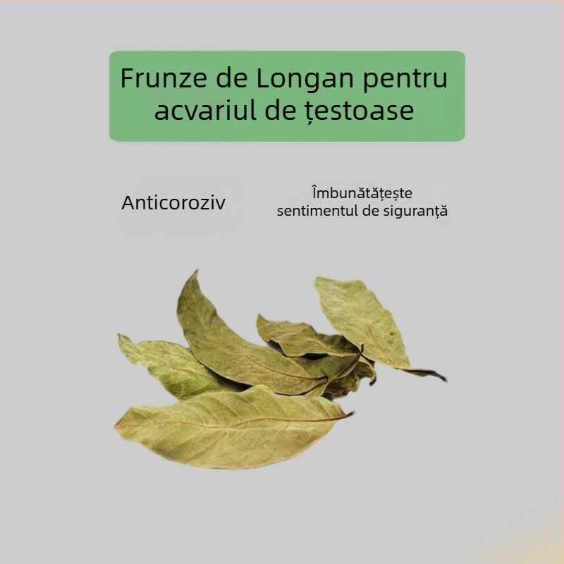 Acvariu pentru țestoase, cu plante acvatice ecologice și decor natural pentru țestoase mici