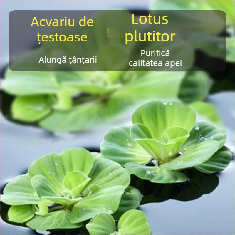 Acvariu pentru țestoase, cu plante acvatice ecologice și decor natural pentru țestoase mici