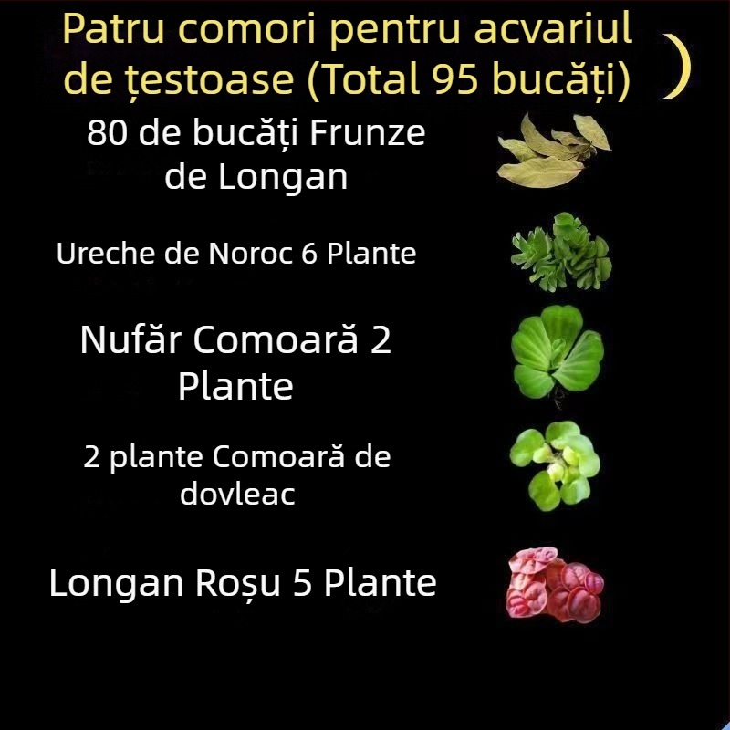 Acvariu pentru țestoase, cu plante acvatice ecologice și decor natural pentru țestoase mici