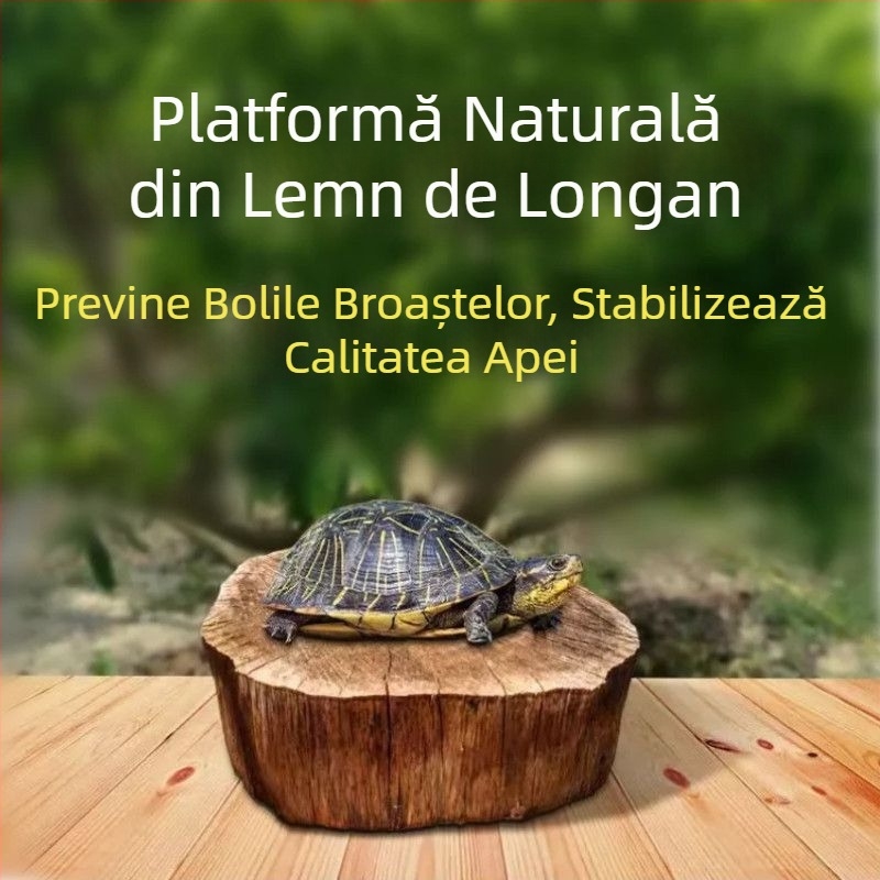 Acvariu pentru țestoase, cu plante acvatice ecologice și decor natural pentru țestoase mici