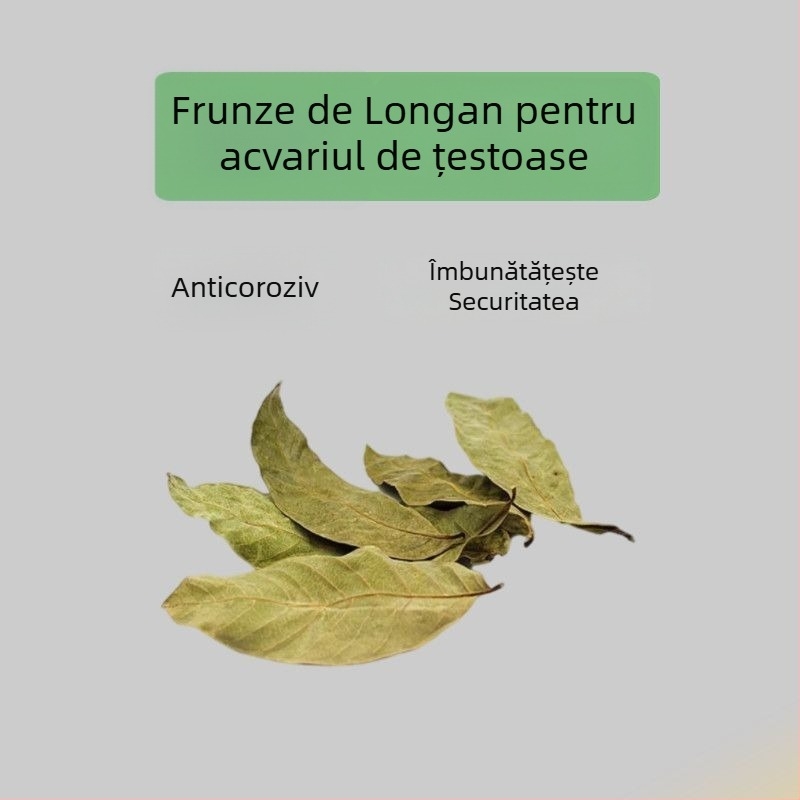 Acvariu pentru țestoase, cu plante acvatice ecologice și decor natural pentru țestoase mici