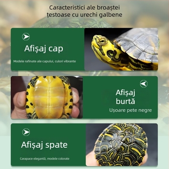 Curățător de acvariu pentru țestoasa cu urechi galbene, îndepărtarea algelor și a deșeurilor, apă rece, țestoasă vie