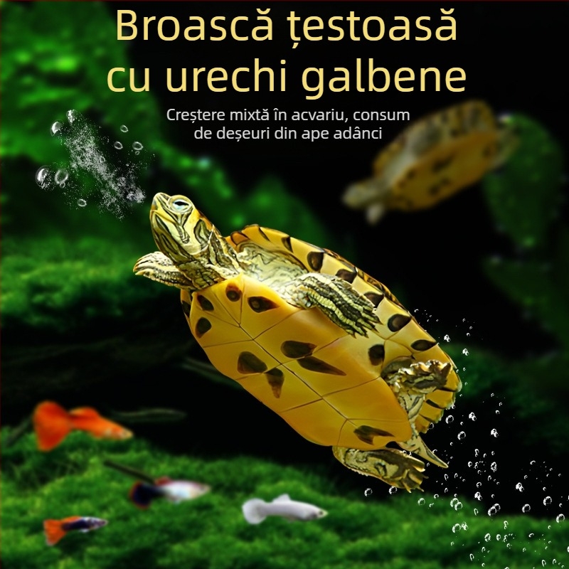 Curățător de acvariu pentru țestoasa cu urechi galbene, îndepărtarea algelor și a deșeurilor, apă rece, țestoasă vie
