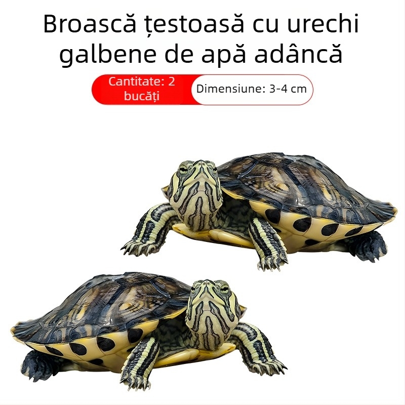 Curățător de acvariu pentru țestoasa cu urechi galbene, îndepărtarea algelor și a deșeurilor, apă rece, țestoasă vie
