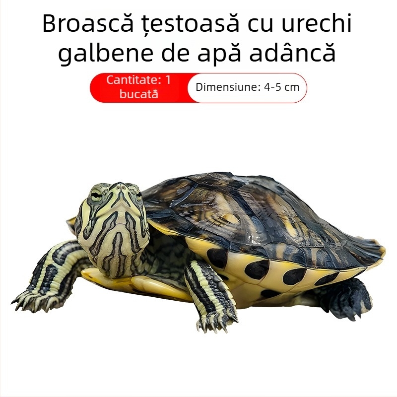 Curățător de acvariu pentru țestoasa cu urechi galbene, îndepărtarea algelor și a deșeurilor, apă rece, țestoasă vie