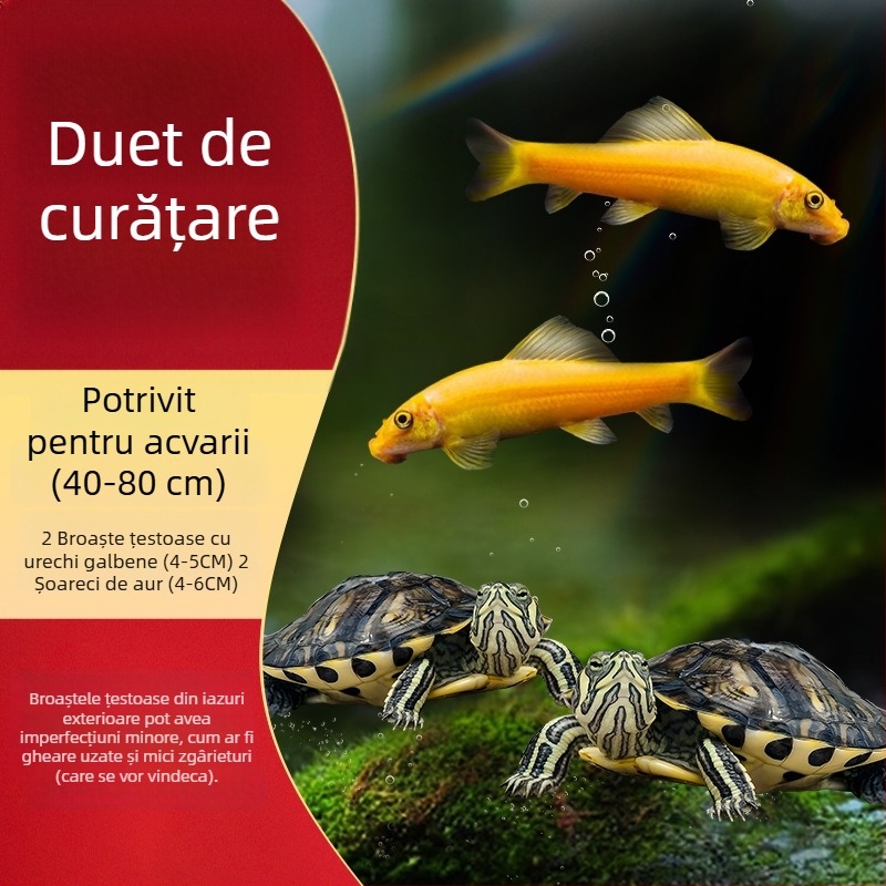 Curățător de acvariu pentru țestoasa cu urechi galbene, îndepărtarea algelor și a deșeurilor, apă rece, țestoasă vie