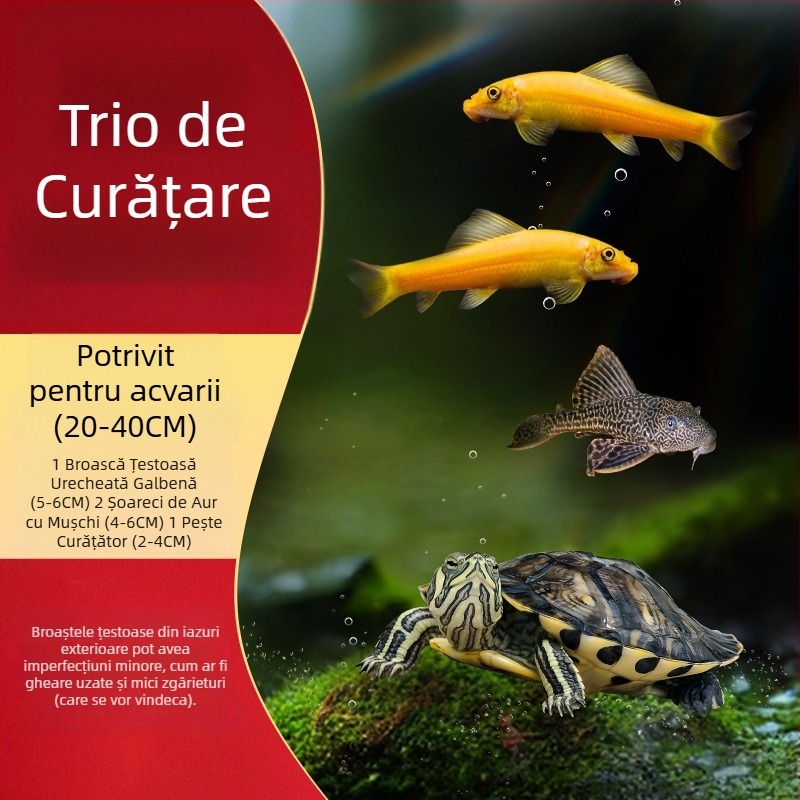 Curățător de acvariu pentru țestoasa cu urechi galbene, îndepărtarea algelor și a deșeurilor, apă rece, țestoasă vie