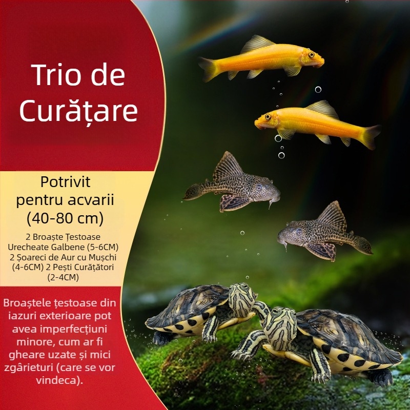 Curățător de acvariu pentru țestoasa cu urechi galbene, îndepărtarea algelor și a deșeurilor, apă rece, țestoasă vie