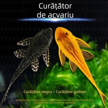 Pești curățători vii pentru acvarii de apă dulce – curăță algele și deșeurile