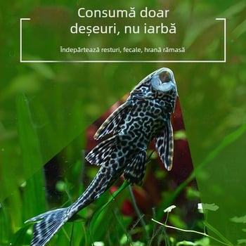 Pești curățători vii pentru acvarii de apă dulce – curăță algele și deșeurile