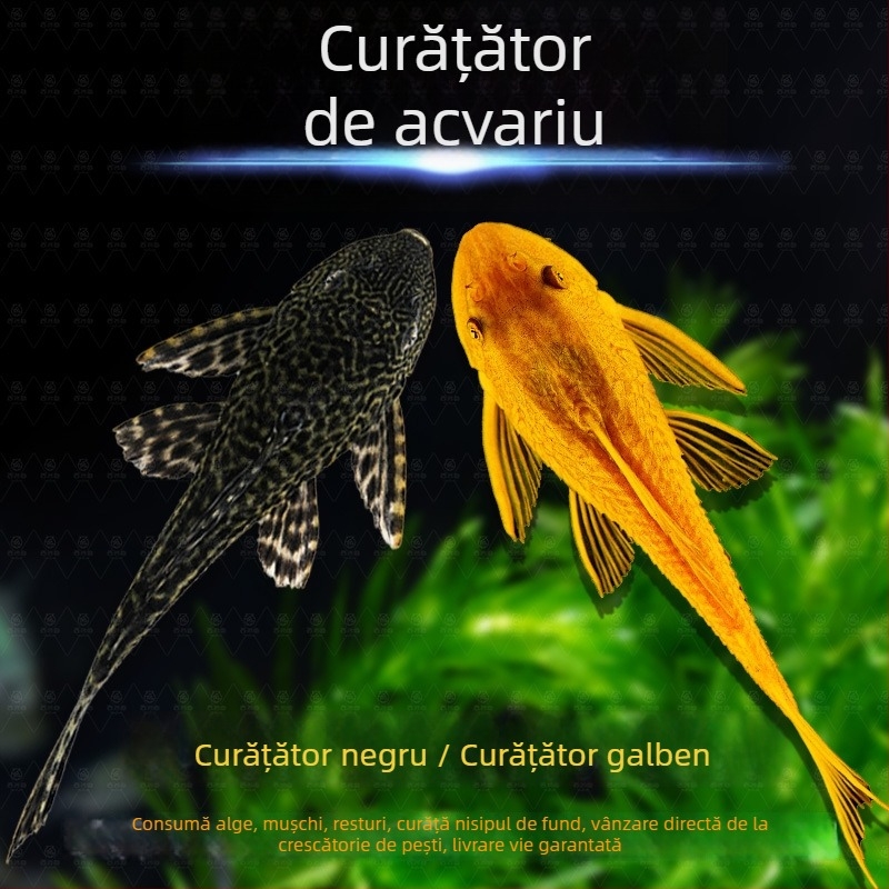 Pești curățători vii pentru acvarii de apă dulce – curăță algele și deșeurile