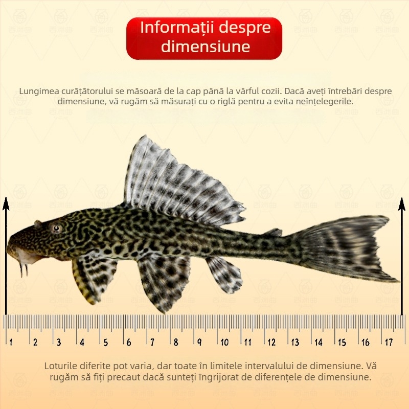 Pești curățători vii pentru acvarii de apă dulce – curăță algele și deșeurile