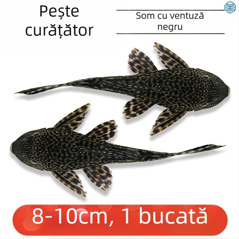 Pești curățători vii pentru acvarii de apă dulce – curăță algele și deșeurile