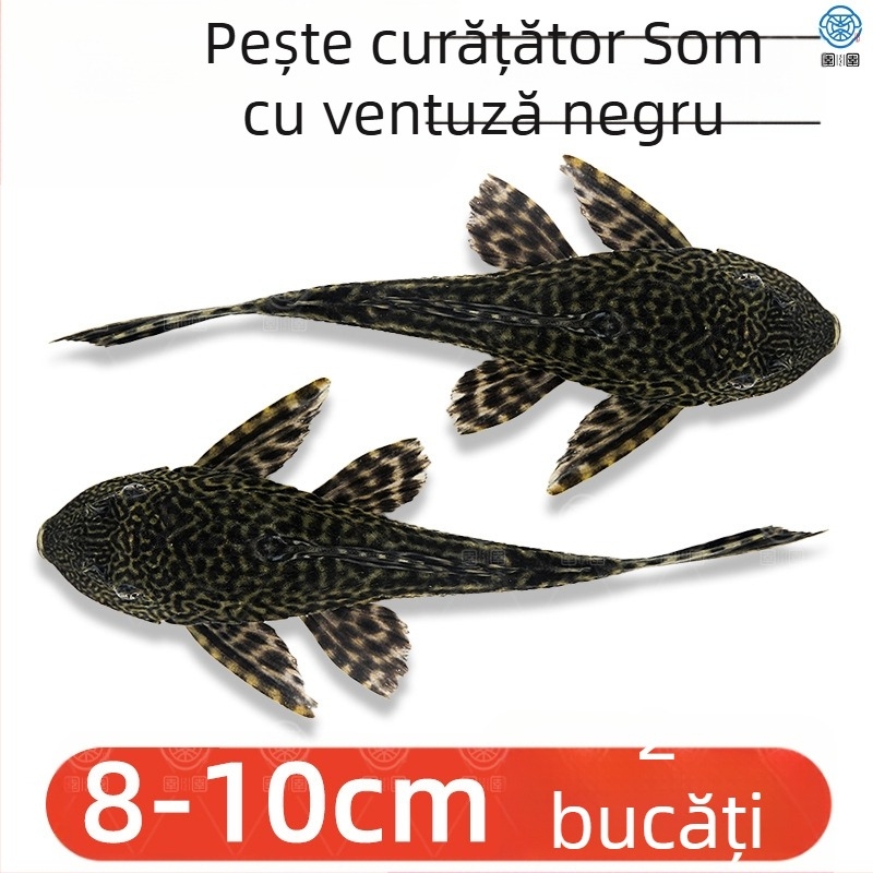 Pești curățători vii pentru acvarii de apă dulce – curăță algele și deșeurile