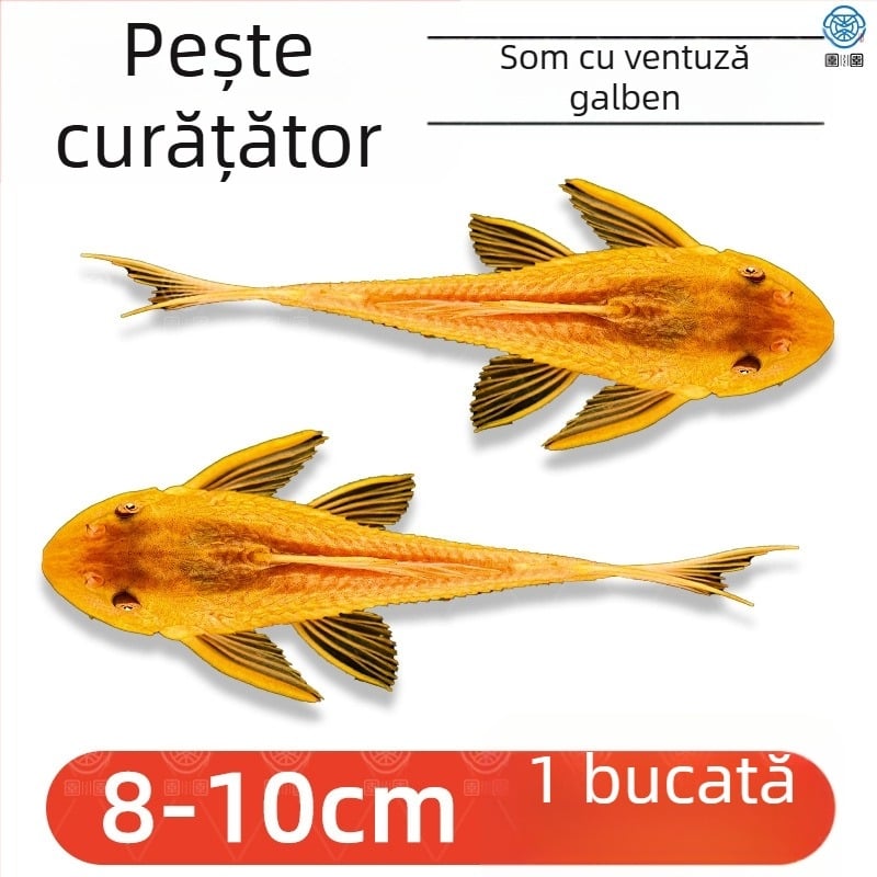 Pești curățători vii pentru acvarii de apă dulce – curăță algele și deșeurile