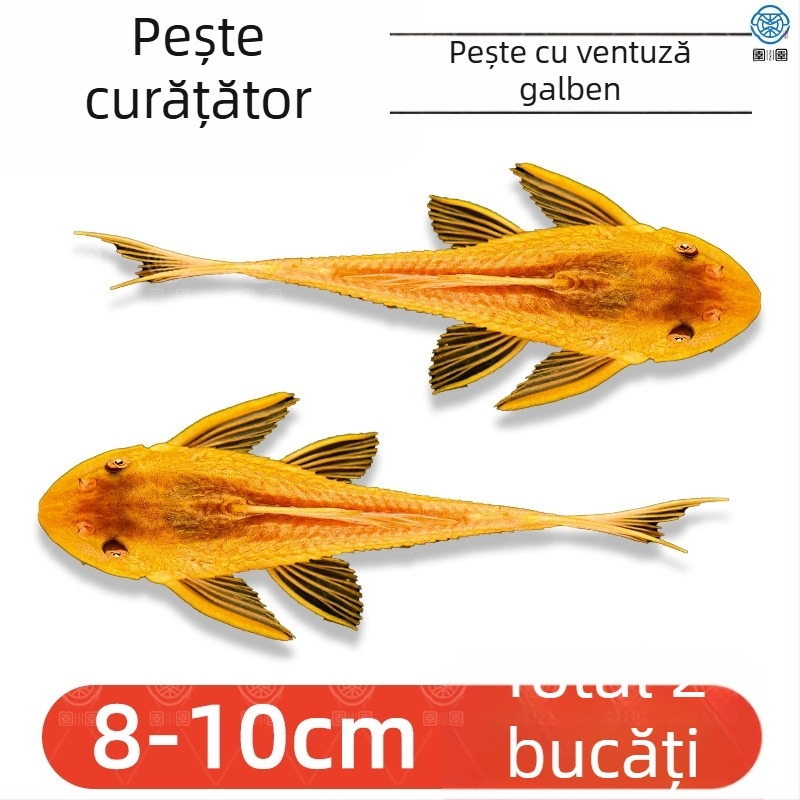Pești curățători vii pentru acvarii de apă dulce – curăță algele și deșeurile