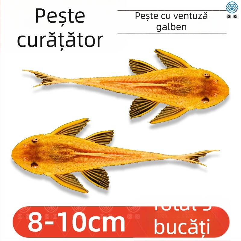 Pești curățători vii pentru acvarii de apă dulce – curăță algele și deșeurile