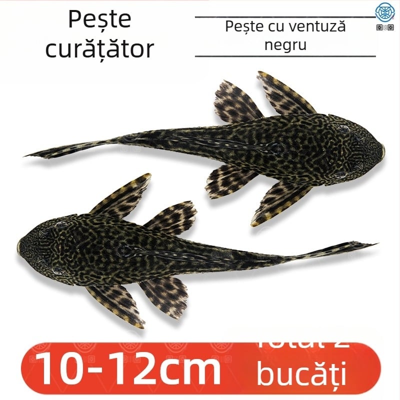 Pești curățători vii pentru acvarii de apă dulce – curăță algele și deșeurile