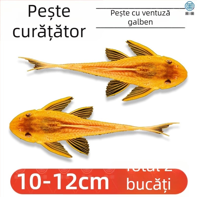 Pești curățători vii pentru acvarii de apă dulce – curăță algele și deșeurile