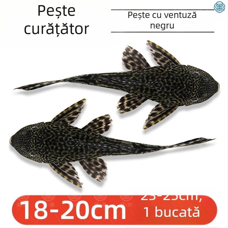 Pești curățători vii pentru acvarii de apă dulce – curăță algele și deșeurile
