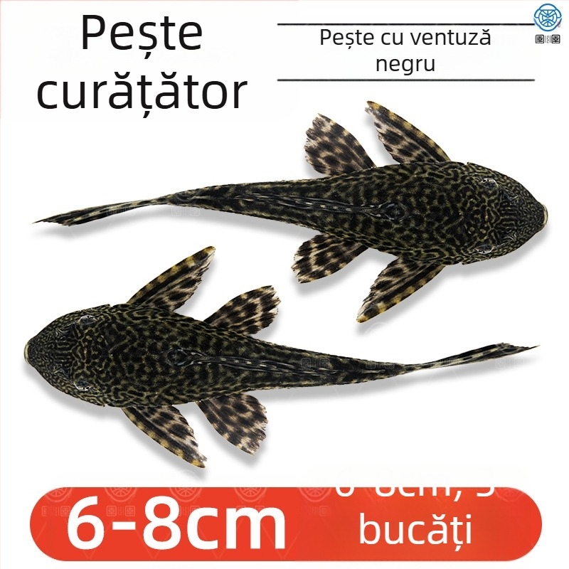 Pești curățători vii pentru acvarii de apă dulce – curăță algele și deșeurile