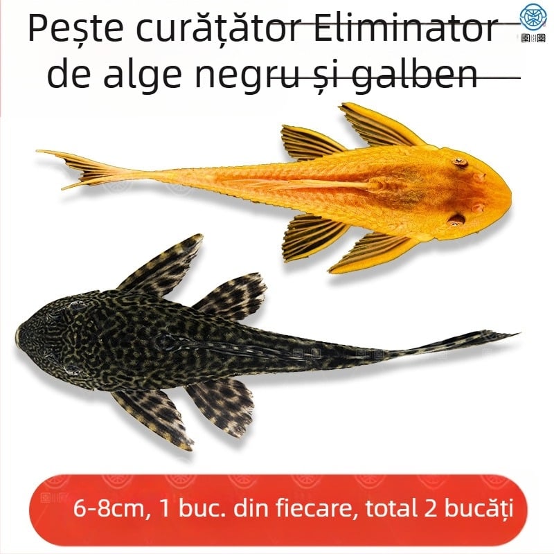 Pești curățători vii pentru acvarii de apă dulce – curăță algele și deșeurile
