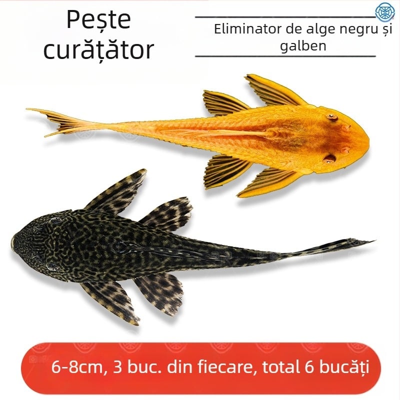 Pești curățători vii pentru acvarii de apă dulce – curăță algele și deșeurile