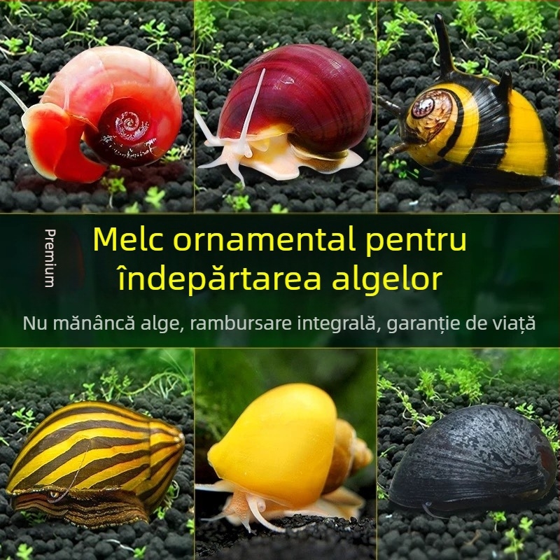 Melc de apă dulce Apple pentru acvariu — unealtă de îndepărtare a algelor și curățare a acvariului, melci mici și mari