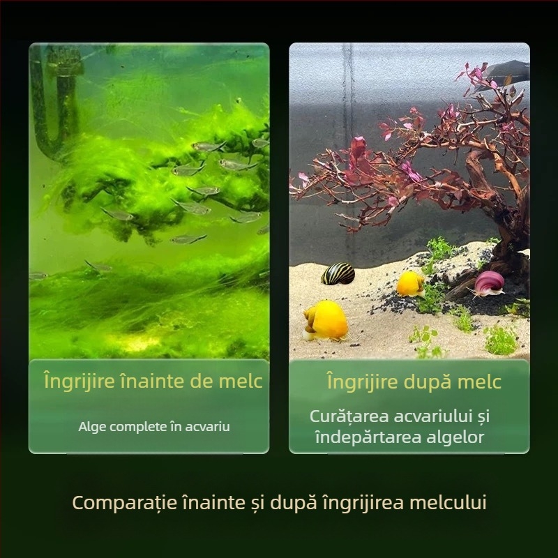 Melc de apă dulce Apple pentru acvariu — unealtă de îndepărtare a algelor și curățare a acvariului, melci mici și mari