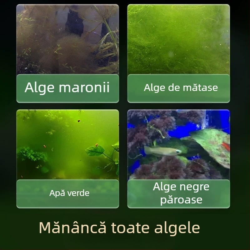 Melc de apă dulce Apple pentru acvariu — unealtă de îndepărtare a algelor și curățare a acvariului, melci mici și mari