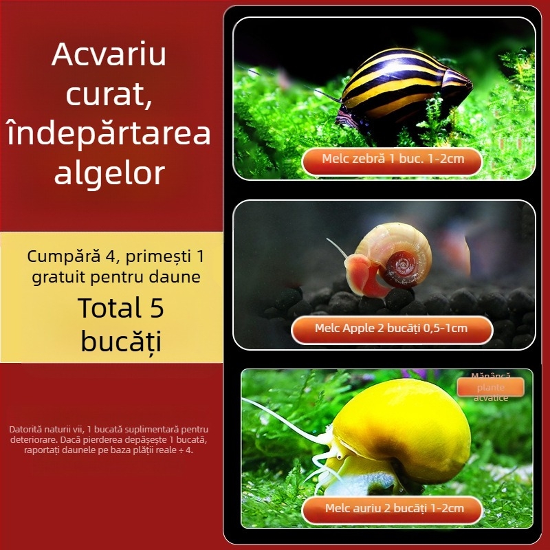 Melc de apă dulce Apple pentru acvariu — unealtă de îndepărtare a algelor și curățare a acvariului, melci mici și mari