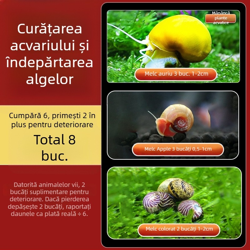 Melc de apă dulce Apple pentru acvariu — unealtă de îndepărtare a algelor și curățare a acvariului, melci mici și mari