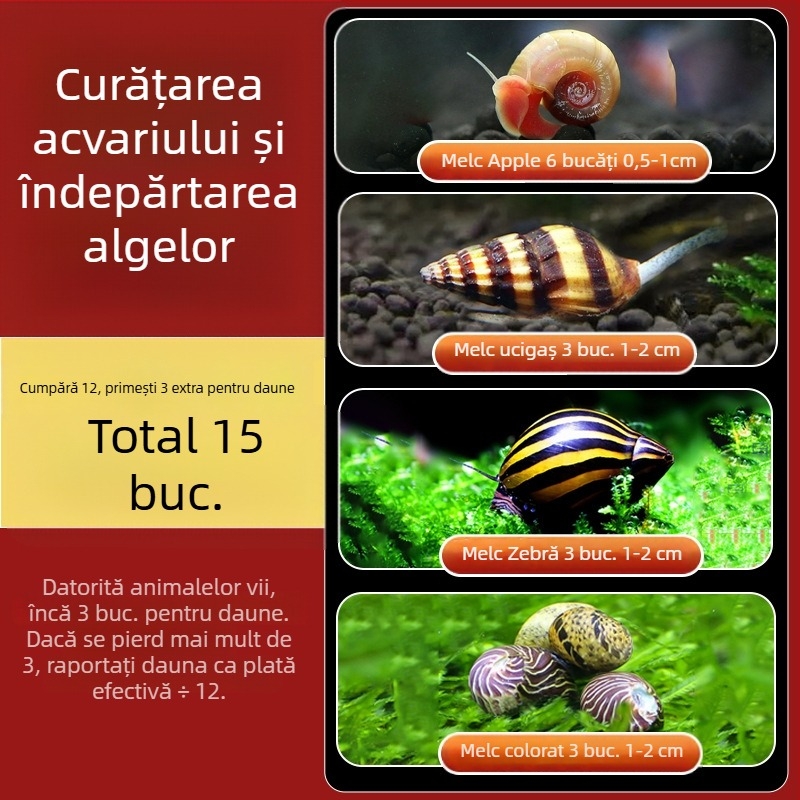 Melc de apă dulce Apple pentru acvariu — unealtă de îndepărtare a algelor și curățare a acvariului, melci mici și mari