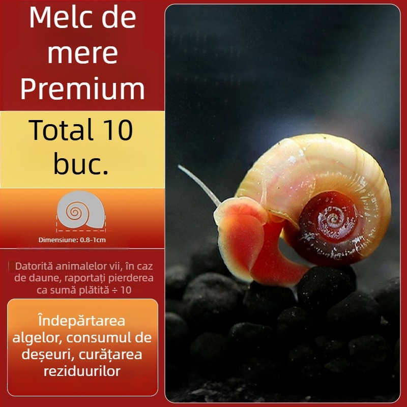 Melc de apă dulce Apple pentru acvariu — unealtă de îndepărtare a algelor și curățare a acvariului, melci mici și mari